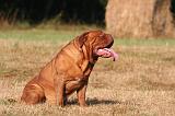 DOGUE DE BORDEAUX 390